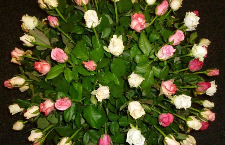 Floral-Roses1